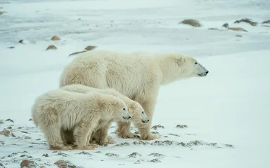 Store enrouleur sans perçage Ours polaire Ourse polaire avec oursons. Une ourse polaire avec deux petits oursons sur la neige.