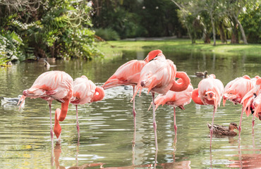 The pink Flamingo bird on the lake in the park