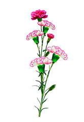 Bouquet of flowers carnation.