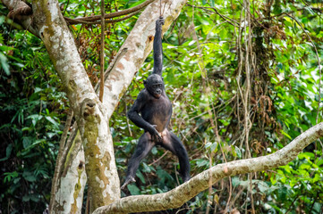 The cub of Bonobo frolics in branches of trees. Natural conditions of dwelling.The cub Bonobo on a tree branch. Chimpanzee bonobo ( Pan paniscus).