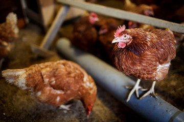 Brown chickens in the coop reared for meat and eggs, household farming.