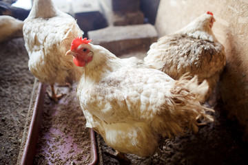 White chickens in the coop reared for meat and eggs, household farming.