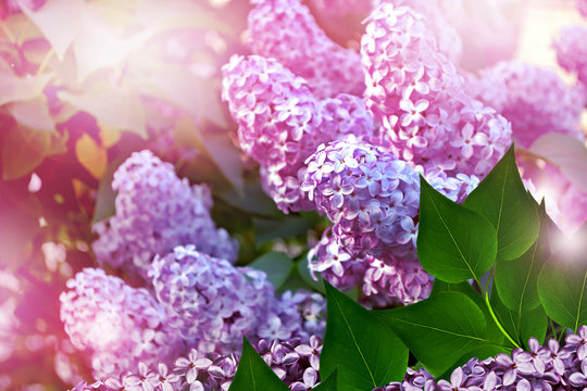 Lilac branch. Spring landscape