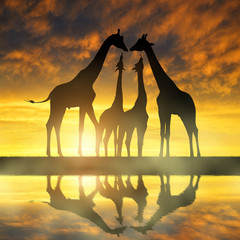 Naklejka premium Herd of giraffes at sunset