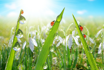 Panele Szklane  Fresh morning dew on green grass and ladybirds in the background snowdrops.