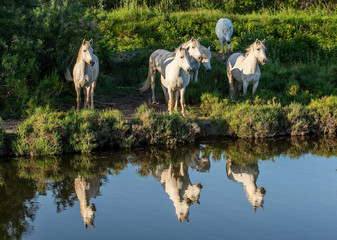 Obraz na płótnie Canvas Portrait of the White Camargue Horses reflected in the water.