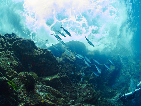 small-toothed jobfish