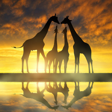 Herd of giraffes at sunset