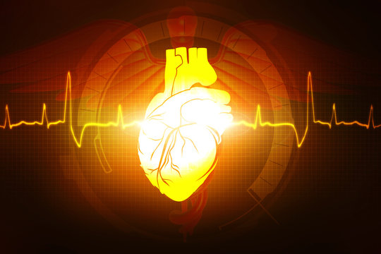 2d Anatomy of Human Heart 
