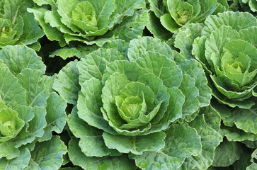 Fototapeta premium view of a freshly growing cabbage field