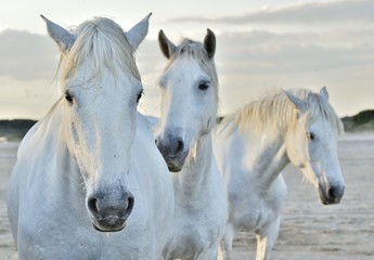 white horse portrait on natural background. Close up.