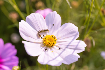 Obraz premium Closeup Cosmos flowers and Caterpillar worm in garden