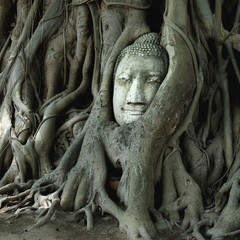 The face of Buddha at Ayutthaya Historical Park
