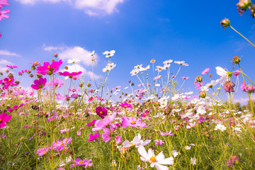 colorful cosmos flowers in the garden with blue sky background