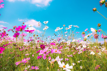 colorful cosmos flowers in the garden with blue sky background in vintage sweet style color