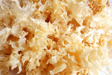 Tremella fuciformis