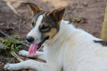 Naklejka premium Dog looking something with happy face