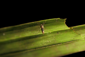 Fototapeta premium house mosquito (Culex pipiens) sitting on green grass blade