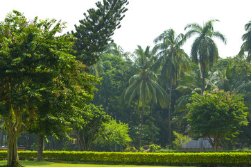 Fototapeta premium landscape of a tropical garden in the city Old GOA, India 