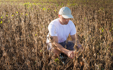 farmer in soybean fields
