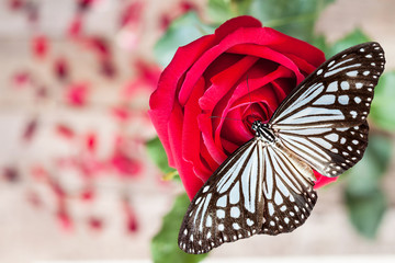 Red rose and butterfly