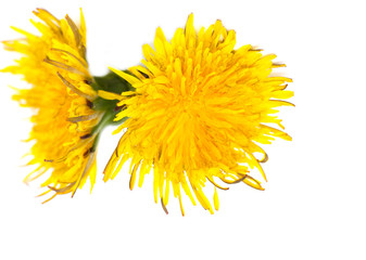 Dandelion on a white background