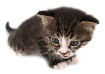 little kitten on a white background