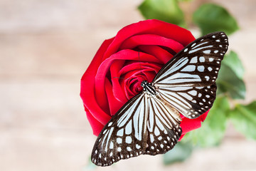 Fototapeta na wymiar Red rose and butterfly