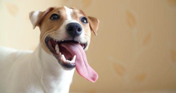 4K,very cute puppy 8 months Jack Russell Terrier sticking his tongue out smiling,ready to play, portrait, close-up