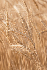 field of wheat as a background