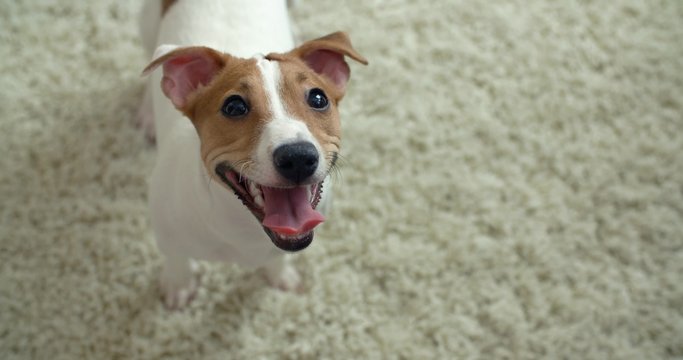 4K,very cute puppy 8 months Jack Russell Terrier sticking his tongue out smiling,ready to play, portrait, close-up