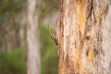 Karri Tree Eucalyptus Forest Australia