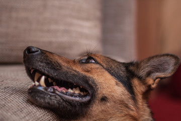 Bettelnter Schäferhund