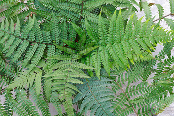 Fototapeta na wymiar Collected Leaf fern of close-up