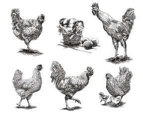 roosters, hens and chickens - 99811708
