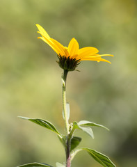 Fototapeta premium Jerusalem artichoke flower