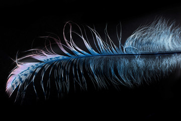 peacock feather on a black background