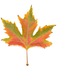 autumn maple leaf on a white background
