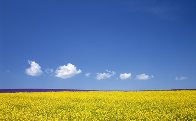 Obraz premium Flower field and blue sky with clouds.
