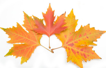 autumn maple leaf on a white background