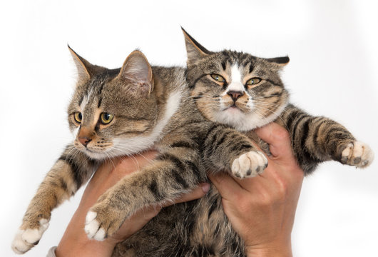 two cats in the hands of