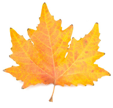 autumn maple leaf on a white background