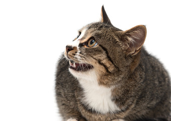Cat on a white background