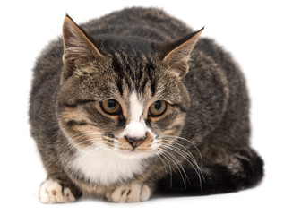 Cat on a white background