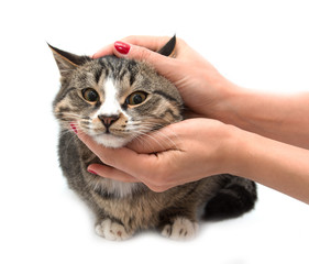 Cat on a white background with a hand