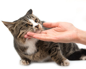 Cat on a white background