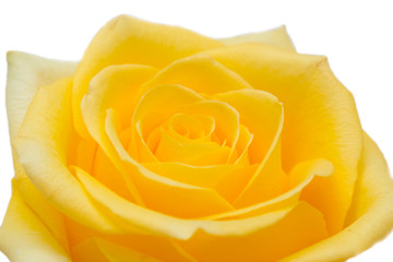 yellow rose on a white background
