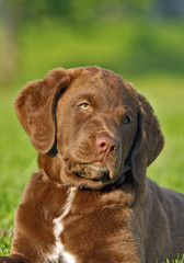 Chesapeake Bay Retriever puupy