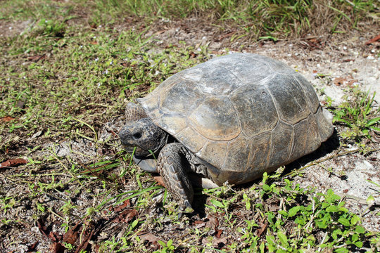 Gopher Tortoise eating some grass, Florida, USA