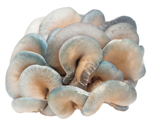 Fresh oyster mushrooms